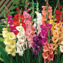 Load image into Gallery viewer, Van Zyverden Gladiolus Large Flowering Rainbow Mixed Set of 50 Bulbs